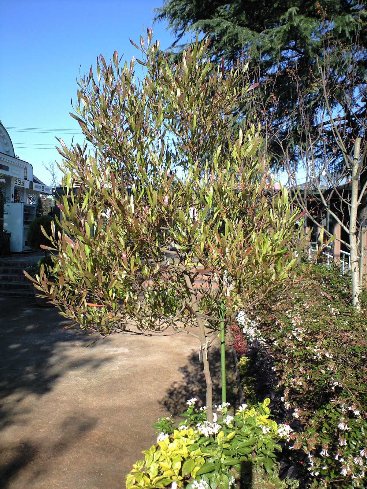 ドドナエア 冬の銅葉がとてもキレイ 花ログ 園芸の写真 大阪 北摂 東京 世田谷 街 庭 庭園の花々 ガーデニング